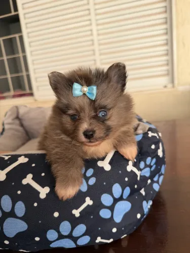Lulu Pomerania macho olho azul