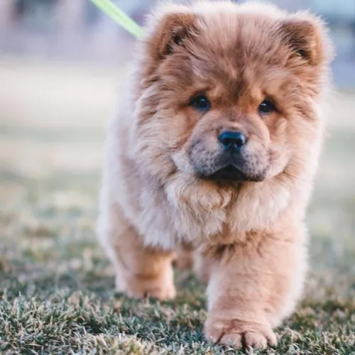 Filhotes de Chow Chow fêmea 