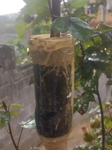 Mudas  de frutas  
