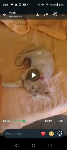 Doação De Filhotes De Gato