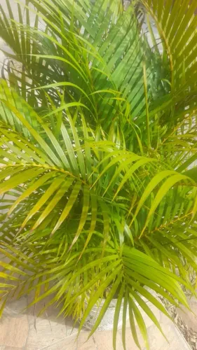 Palmeira areca grande no jarro