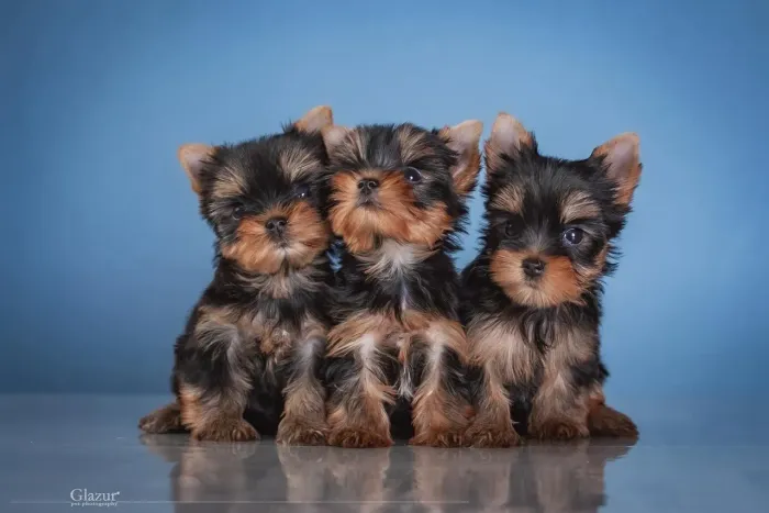 Yorkshire Terrier Micro com garantia