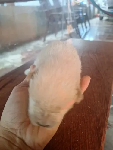 Filhote chow chow avenda