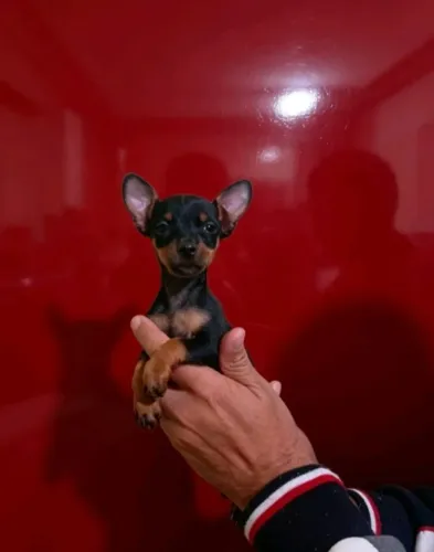 Pequeno Porte Muito Carinhoso