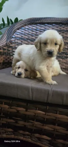 Golden Retriever 