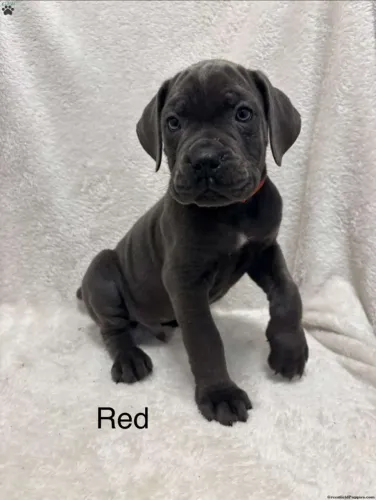 Cane Corso gigante - presença marcante