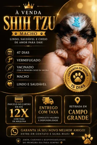 Shih tzu Macho pronta entrega