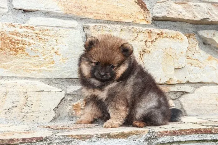 Filhote de Spitz Alemão Uma Companhia Cheia de Charme