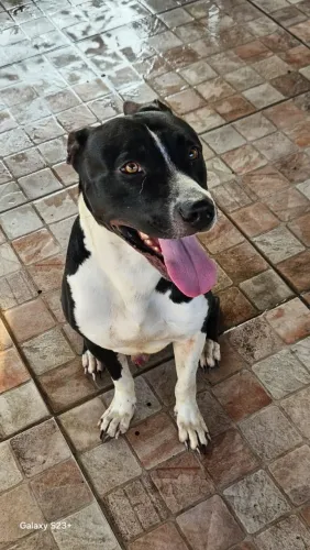 Doação Pitbull 