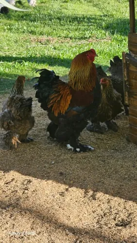 Ovos fértil de galinha Rassa Brama