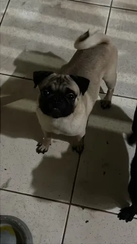 Casal de cachorros