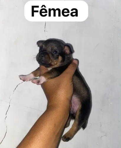 Pinscher número um disponível valor R$500 
