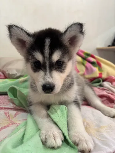 Filhote de husky 