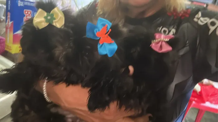 Vendo filhotes de cachorro Shitzu Mini já vermifulgado