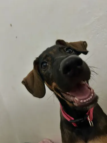 cachorra filhote para doação
