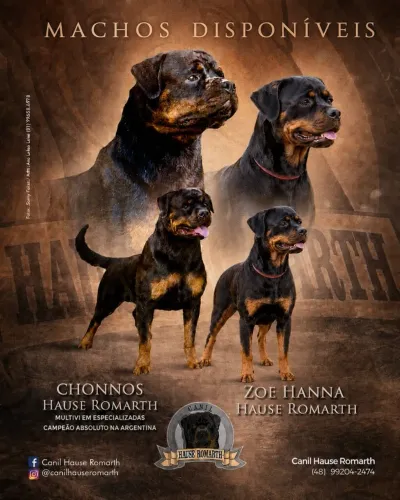 Filhotes Rottweiler - Canil Hause Romarth