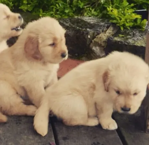 Filhotes de Golden Retriever | Patinhas prontas para novas descobertas!