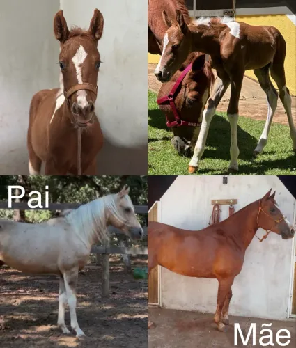 Potra Paint Horse PO