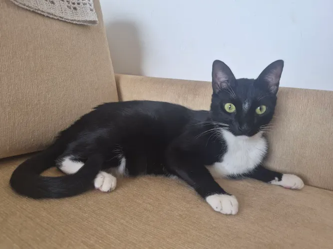 Adoção responsavel de gatinho castrado