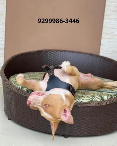 Cama pet de fibra Sintética