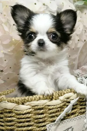 Chihuahua de Pelo Longo Disponível