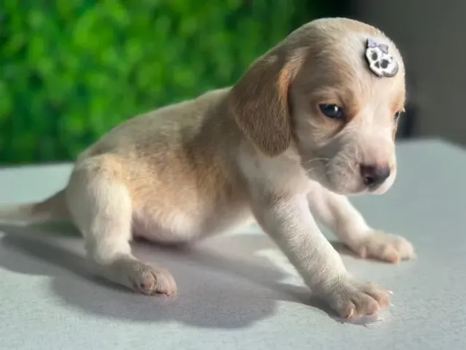beagles são leopoldo