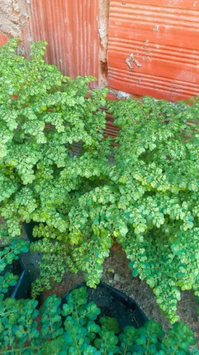 Mudas de plantas ornamentais