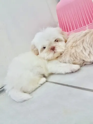 Filhotes de Shih-Tzu, afinal eles nos amam