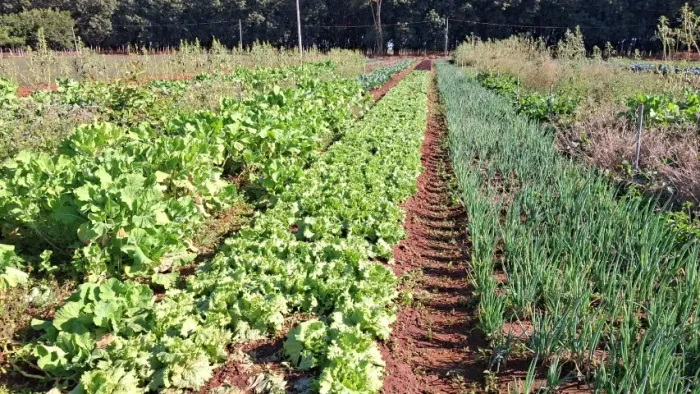 Horta com renda de R$ 25.000,00 mês