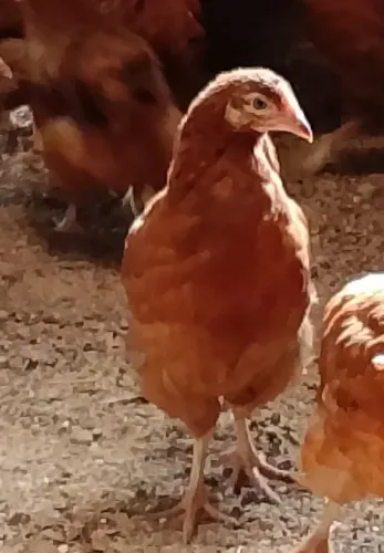 Frangas/Galinhas Poedeiras ( Embrapa 051/ PCG/GLC/ BKB/LABEL ROUGE )