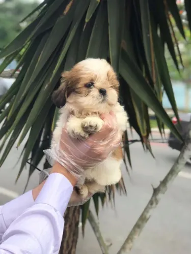 Shih Tzu- Lindo filhotinho, linda coloração, 50 dias, vermifugadinho-Dani