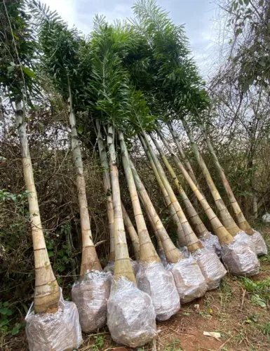 Palmeiras rabo de raposa já adulta 