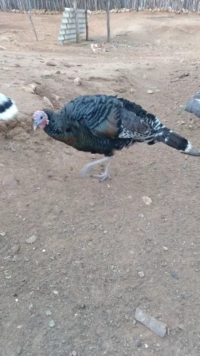 Peruas fêmeas 