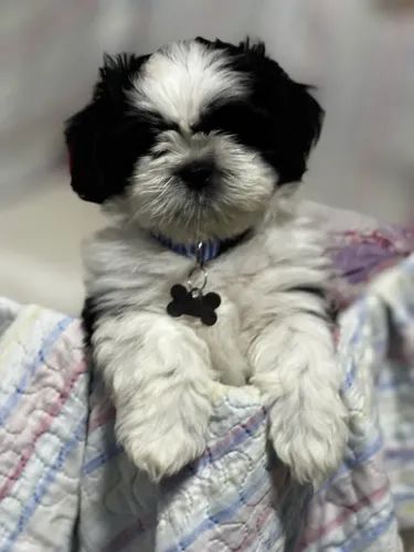 Filhote de Shih Tzu macho