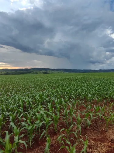 Fazenda com 126 alqueires plantando 105 alq em Itauçu-GO