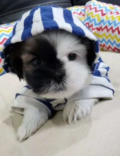 Lhasa Apso Mini Macho Inteligente e Muito Observador