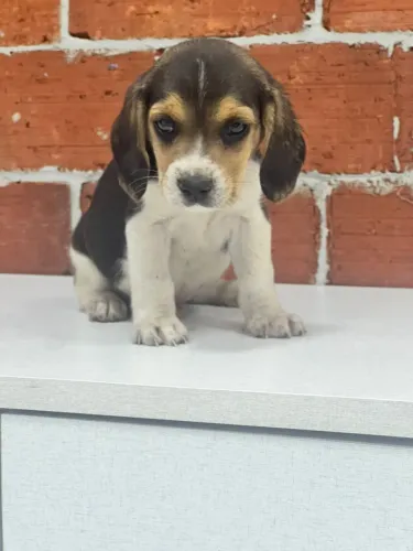 Filhote Beagle perfeito