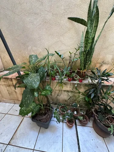 Todas as plantas com os vasos