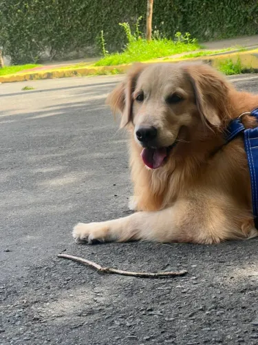 Doação cadela golden retrivier 