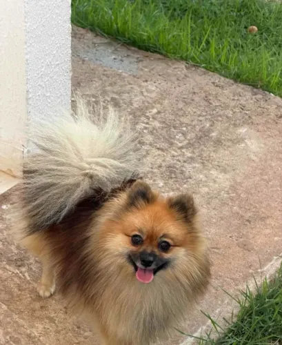Spitz alemão