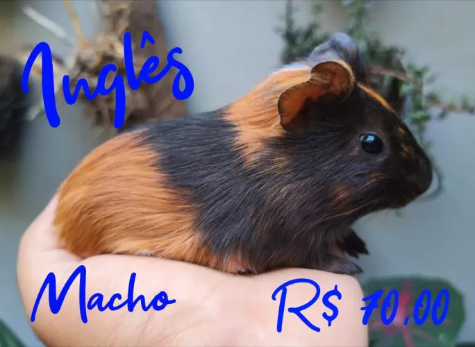 Porquinho da Índia