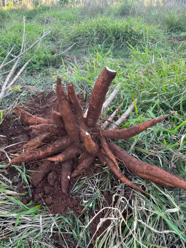 Ramas de aipim vassourinha (muda de aipim vassourinha)