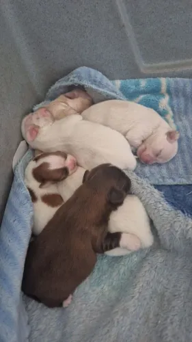 Doação Filhote de Shih Tzu
