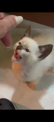 Filhote de gato siamês