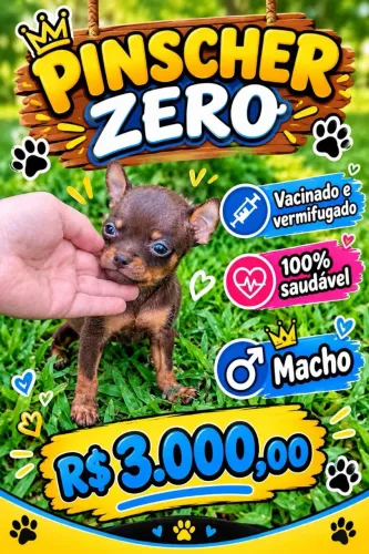 Pinscher zero chocolate