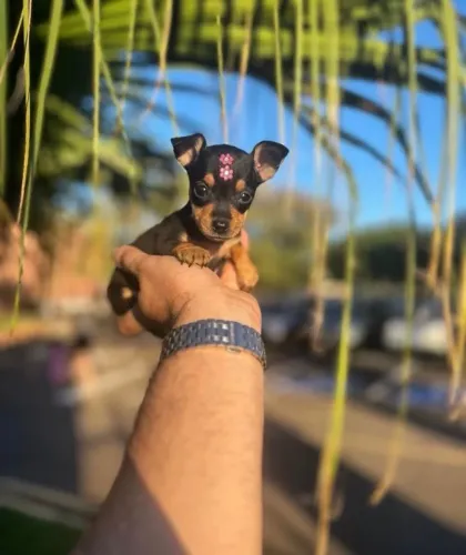 Pinscher -Seu filhote com garantia em contrato para maior segurança