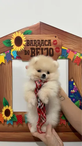 Spitz alemão branco 