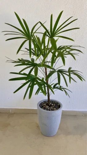 Vendo Palmeira Ráfia 