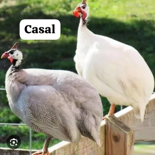 Galinha da Angola 