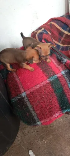 Filhote de cachorro pinscher